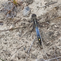 Orthetrum caledonicum (Blue Skimmer) at Gundary, NSW - 17 Nov 2024 by trevorpreston