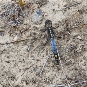 Orthetrum caledonicum at Gundary, NSW - 17 Nov 2024