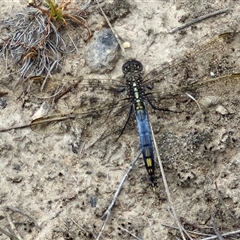 Orthetrum caledonicum at Gundary, NSW - 17 Nov 2024 02:08 PM