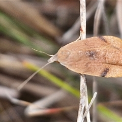 Tortricopsis uncinella (Wingia group) at Gundary, NSW - 17 Nov 2024 by trevorpreston