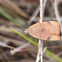 Tortricopsis uncinella at Gundary, NSW - 17 Nov 2024