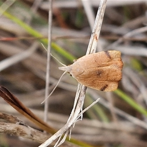 Tortricopsis uncinella at Gundary, NSW - 17 Nov 2024