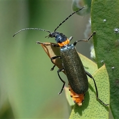 Chauliognathus lugubris (Plague Soldier Beetle) at Googong, NSW - 10 Nov 2024 by WHall