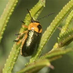 Aporocera (Aporocera) consors (A leaf beetle) at Bungonia, NSW - 17 Nov 2024 by AlisonMilton