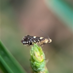 Glyphipterix chrysoplanetis at Bungonia, NSW - 17 Nov 2024