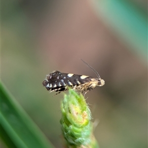 Glyphipterix chrysoplanetis at Bungonia, NSW - 17 Nov 2024 10:40 AM