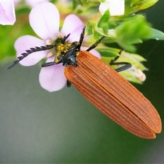 Porrostoma rhipidium (Long-nosed Lycid (Net-winged) beetle) at Googong, NSW - 5 Nov 2024 by WHall