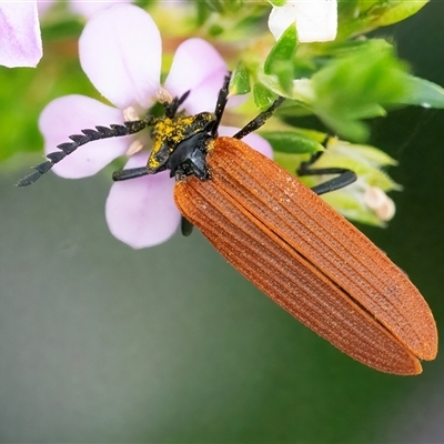 Porrostoma rhipidium (Long-nosed Lycid (Net-winged) beetle) at Googong, NSW - 5 Nov 2024 by WHall