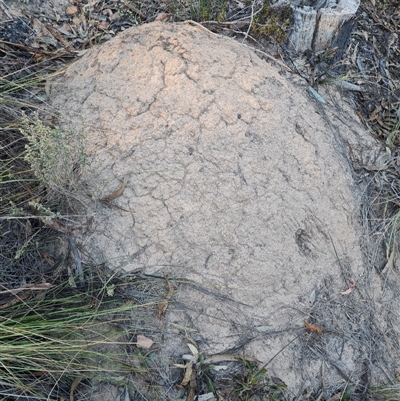 Nasutitermes exitiosus (Snouted termite, Gluegun termite) at Acton, ACT - 28 May 2024 by DonFletcher