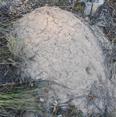 Nasutitermes exitiosus (Snouted termite, Gluegun termite) at Acton, ACT - 27 May 2024 by AaronClausen