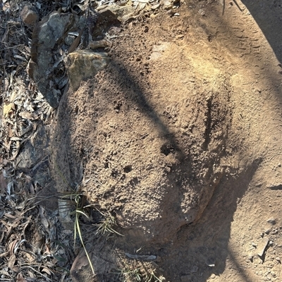 Nasutitermes exitiosus (Snouted termite, Gluegun termite) at Acton, ACT - 28 May 2024 by AaronClausen