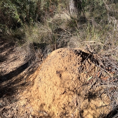 Nasutitermes exitiosus (Snouted termite, Gluegun termite) at Acton, ACT - 28 May 2024 by AaronClausen