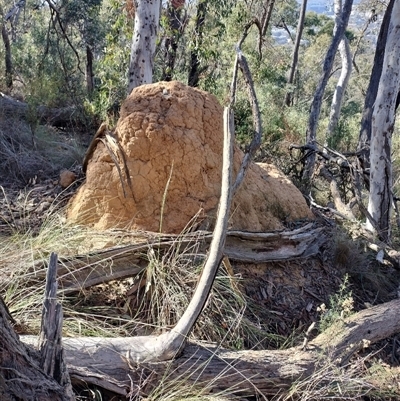 Coptotermes lacteus (Milk Termite) at Acton, ACT - 28 May 2024 by AaronClausen