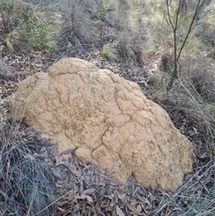 Coptotermes lacteus (Milk Termite) at Acton, ACT - 28 May 2024 by AaronClausen