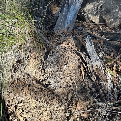 Nasutitermes exitiosus (Snouted termite, Gluegun termite) at Acton, ACT - 28 May 2024 by AaronClausen