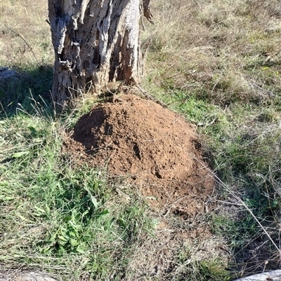 Nasutitermes exitiosus (Snouted termite, Gluegun termite) at Campbell, ACT - 28 May 2024 by AaronClausen