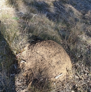 Nasutitermes exitiosus at Watson, ACT - suppressed