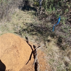 Nasutitermes exitiosus at Ainslie, ACT - 28 May 2024