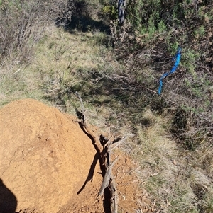 Nasutitermes exitiosus at Ainslie, ACT - 28 May 2024