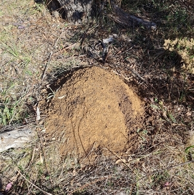 Nasutitermes exitiosus (Snouted termite, Gluegun termite) at Ainslie, ACT - 28 May 2024 by AaronClausen