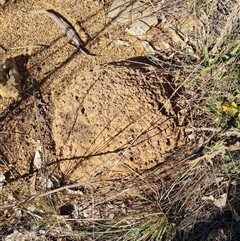 Nasutitermes exitiosus (Snouted termite, Gluegun termite) at Hackett, ACT - 28 May 2024 by AaronClausen