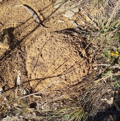 Nasutitermes exitiosus (Snouted termite, Gluegun termite) at Hackett, ACT - 28 May 2024 by AaronClausen