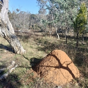 Nasutitermes exitiosus at Majura, ACT - suppressed