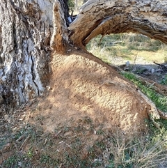 Nasutitermes exitiosus (Snouted termite, Gluegun termite) at Watson, ACT - 28 May 2024 by AaronClausen