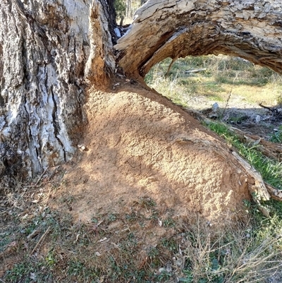 Nasutitermes exitiosus (Snouted termite, Gluegun termite) at Watson, ACT - 28 May 2024 by AaronClausen