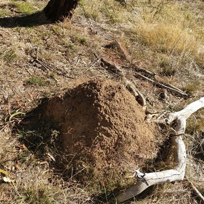 Nasutitermes exitiosus (Snouted termite, Gluegun termite) at Watson, ACT - 28 May 2024 by AaronClausen