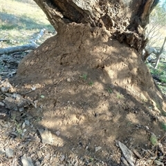 Nasutitermes exitiosus (Snouted termite, Gluegun termite) at Watson, ACT - 28 May 2024 by AaronClausen