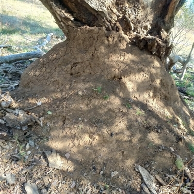 Nasutitermes exitiosus (Snouted termite, Gluegun termite) at Watson, ACT - 28 May 2024 by AaronClausen