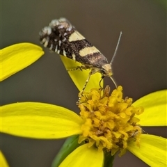 Glyphipterix chrysoplanetis at Bungonia, NSW - 17 Nov 2024