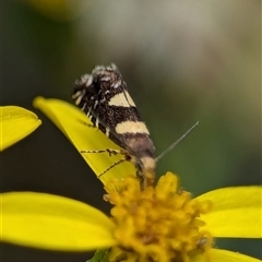 Glyphipterix chrysoplanetis at Bungonia, NSW - 17 Nov 2024