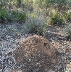 Nasutitermes exitiosus (Snouted termite, Gluegun termite) at Bruce, ACT - 28 May 2024 by AaronClausen