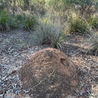 Nasutitermes exitiosus (Snouted termite, Gluegun termite) at Bruce, ACT - 28 May 2024 by AaronClausen