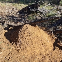 Nasutitermes exitiosus (Snouted termite, Gluegun termite) at Ainslie, ACT - 28 May 2024 by AaronClausen