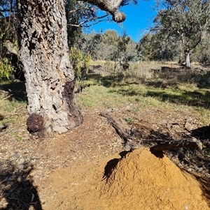 Nasutitermes exitiosus at Ainslie, ACT - suppressed