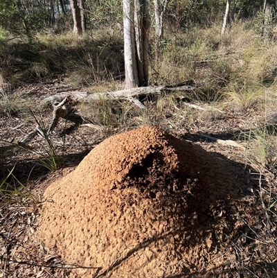 Nasutitermes exitiosus (Snouted termite, Gluegun termite) at Bruce, ACT - 28 May 2024 by AaronClausen