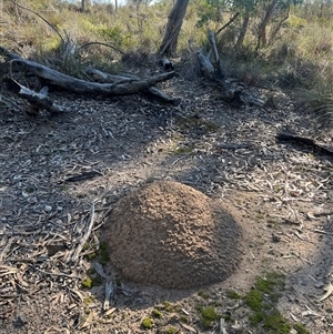 Nasutitermes exitiosus at Bruce, ACT - 28 May 2024