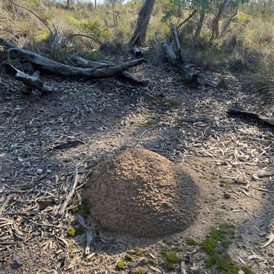 Nasutitermes exitiosus (Snouted termite, Gluegun termite) at Bruce, ACT - 28 May 2024 by AaronClausen