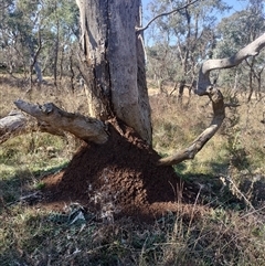 Nasutitermes exitiosus (Snouted termite, Gluegun termite) at Campbell, ACT - 28 May 2024 by AaronClausen