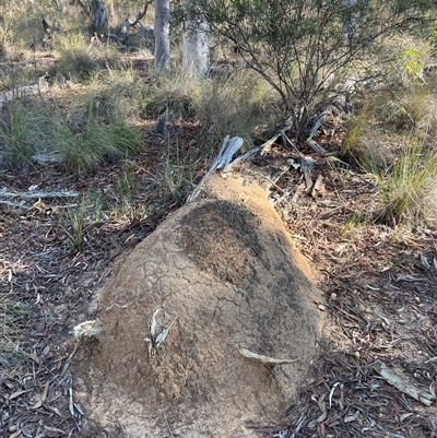 Nasutitermes exitiosus (Snouted termite, Gluegun termite) at Bruce, ACT - 28 May 2024 by AaronClausen