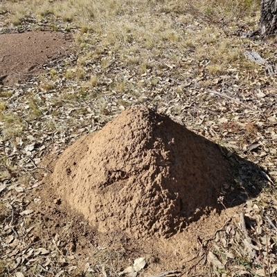 Nasutitermes exitiosus (Snouted termite, Gluegun termite) at Hackett, ACT - 28 May 2024 by AaronClausen