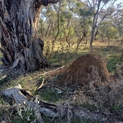 Nasutitermes exitiosus (Snouted termite, Gluegun termite) at Majura, ACT - 28 May 2024 by AaronClausen