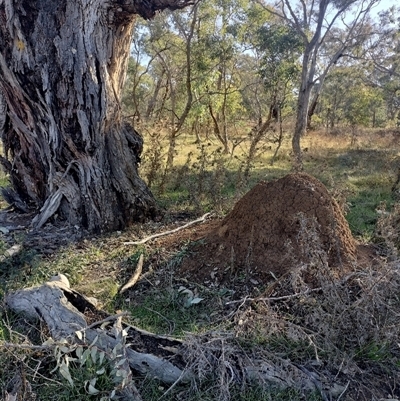 Nasutitermes exitiosus (Snouted termite, Gluegun termite) at Majura, ACT - 28 May 2024 by DonFletcher