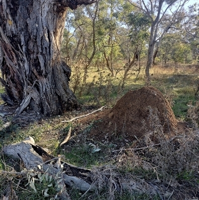 Nasutitermes exitiosus (Snouted termite, Gluegun termite) at Majura, ACT - 28 May 2024 by AaronClausen