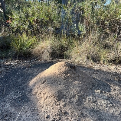 Nasutitermes exitiosus (Snouted termite, Gluegun termite) at Bruce, ACT - 28 May 2024 by AaronClausen