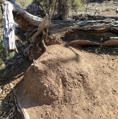 Nasutitermes exitiosus (Snouted termite, Gluegun termite) at Watson, ACT - 28 May 2024 by AaronClausen