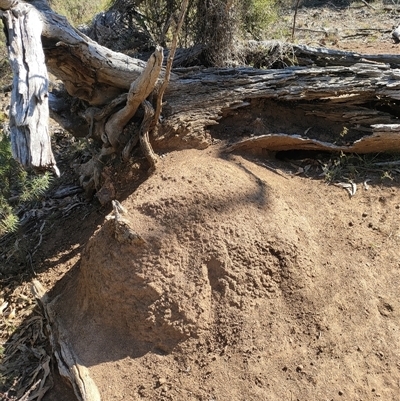 Nasutitermes exitiosus (Snouted termite, Gluegun termite) at Watson, ACT - 28 May 2024 by AaronClausen